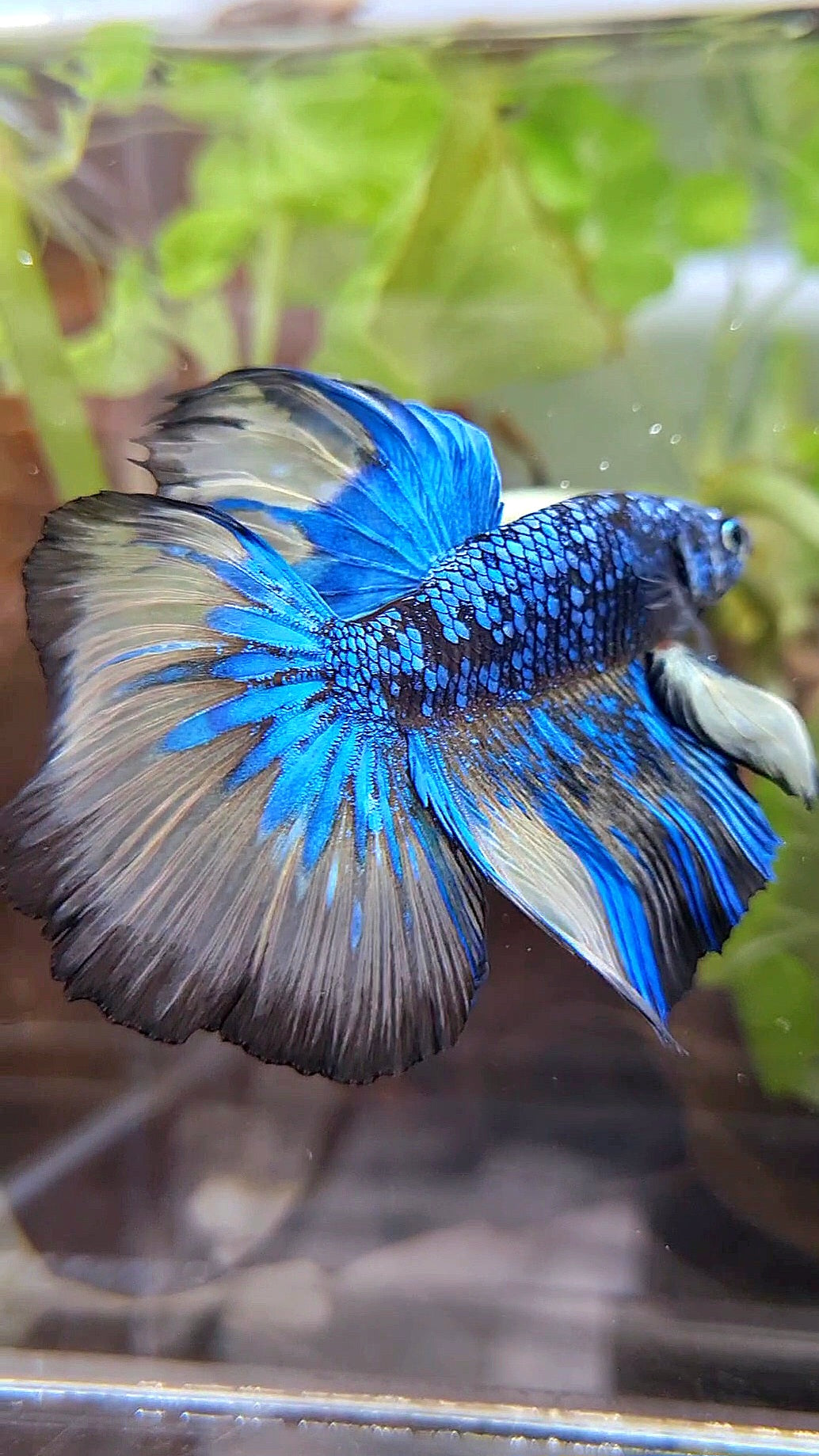 HALFMOON ROSETAIL BLACK GALAXY BLUE AVATAR YELLOW BETTA FISH
