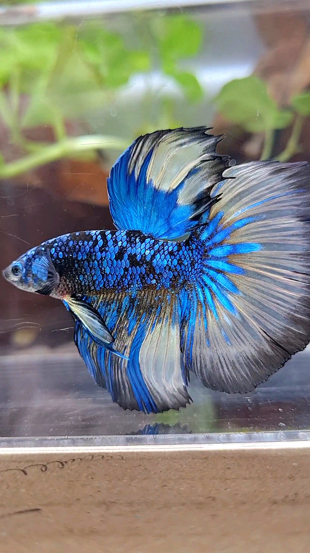 HALFMOON ROSETAIL BLACK GALAXY BLUE AVATAR YELLOW BETTA FISH