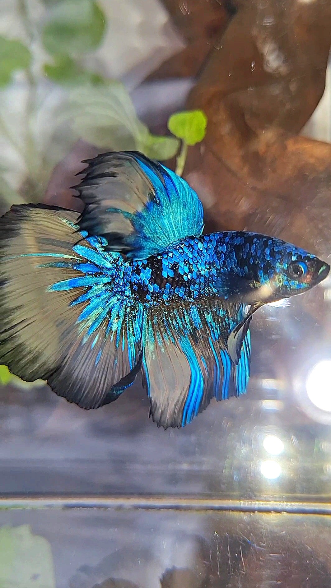 HALFMOON ROSETAIL BLACK GALAXY BLUE AVATAR YELLOW BETTA FISH