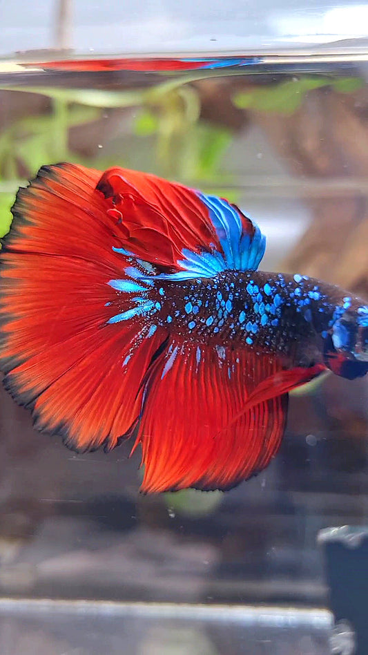 HALFMOON ROSETAIL BLACK GALAXY AVATAR BLUE VAMPIRE BETTA FISH
