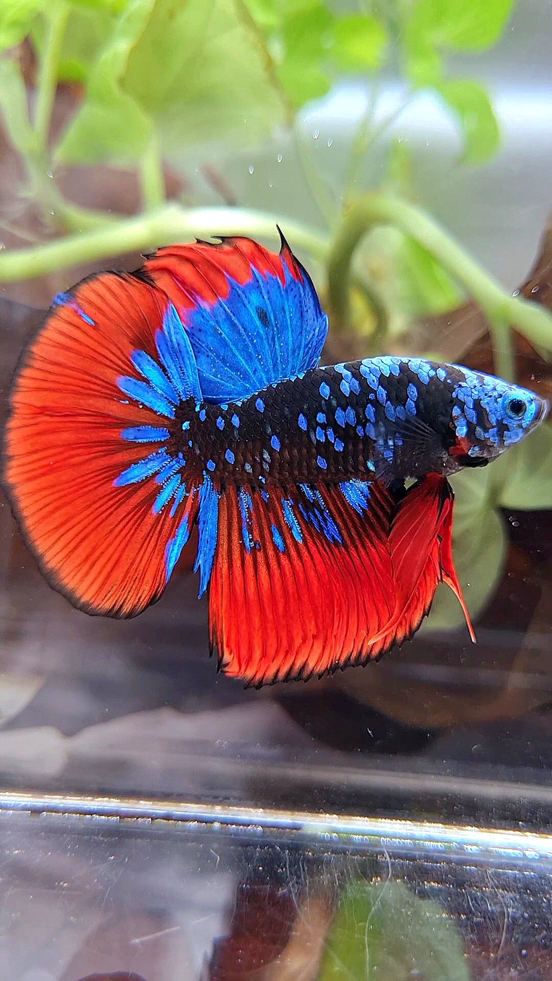 HALFMOON BLACKSTAR GALAXY BLUE AVATAR RED VAMPIRE BETTA FISH
