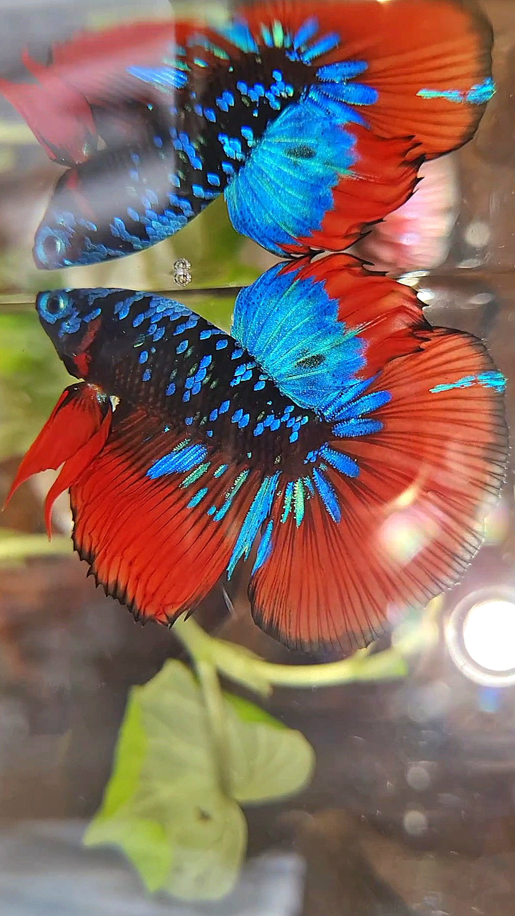 HALFMOON BLACKSTAR GALAXY BLUE AVATAR RED VAMPIRE BETTA FISH