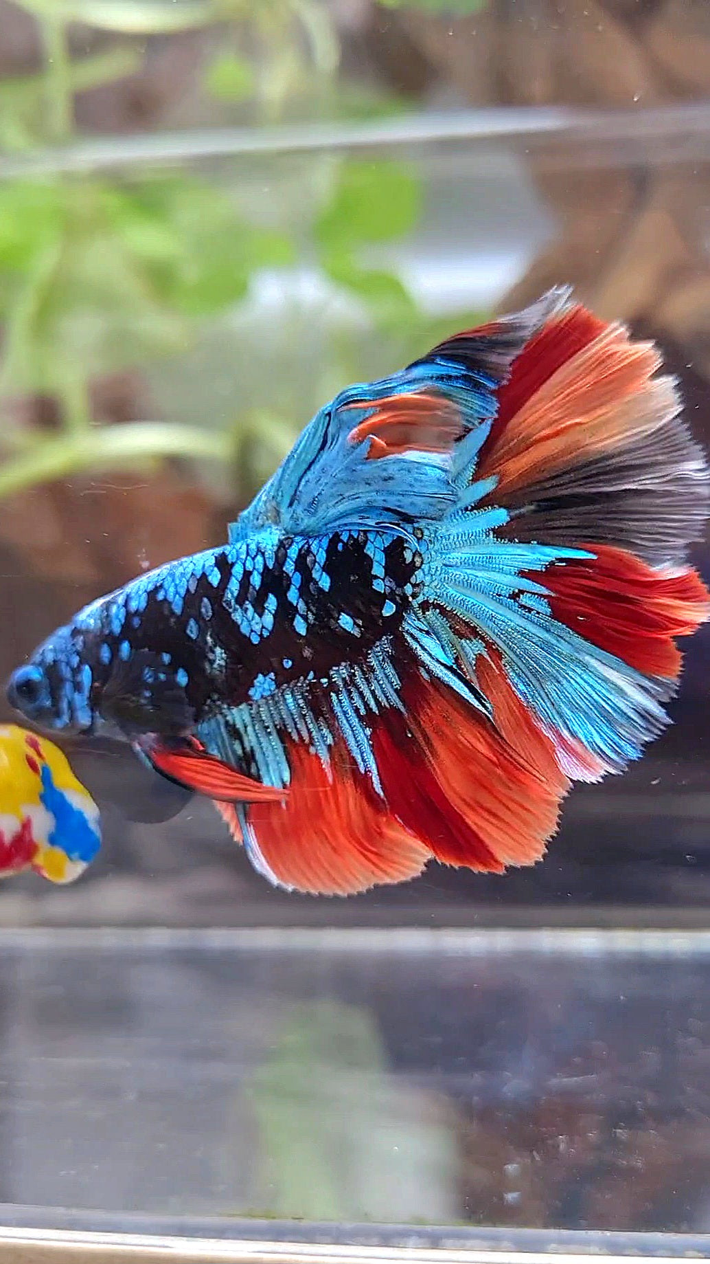 HALFMOON ROSETAIL BLACK GALAXY AVATAR BLUE NEMO VARIATION BETTA FISH