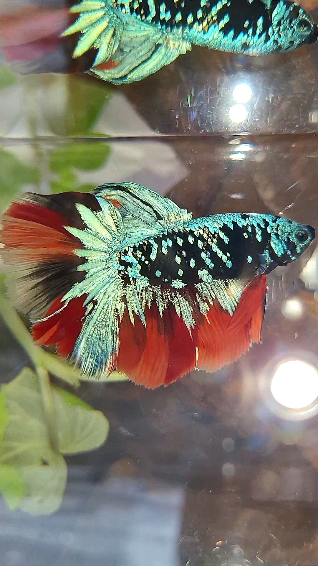 HALFMOON ROSETAIL BLACK GALAXY AVATAR BLUE NEMO VARIATION BETTA FISH