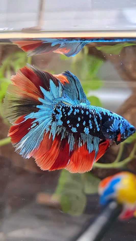 HALFMOON ROSETAIL BLACK GALAXY AVATAR BLUE NEMO VARIATION BETTA FISH