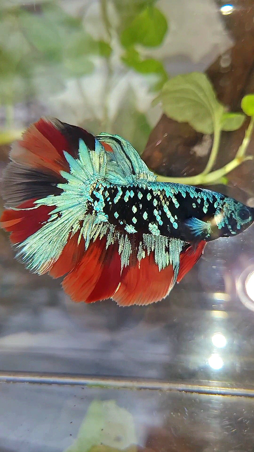HALFMOON ROSETAIL BLACK GALAXY AVATAR BLUE NEMO VARIATION BETTA FISH