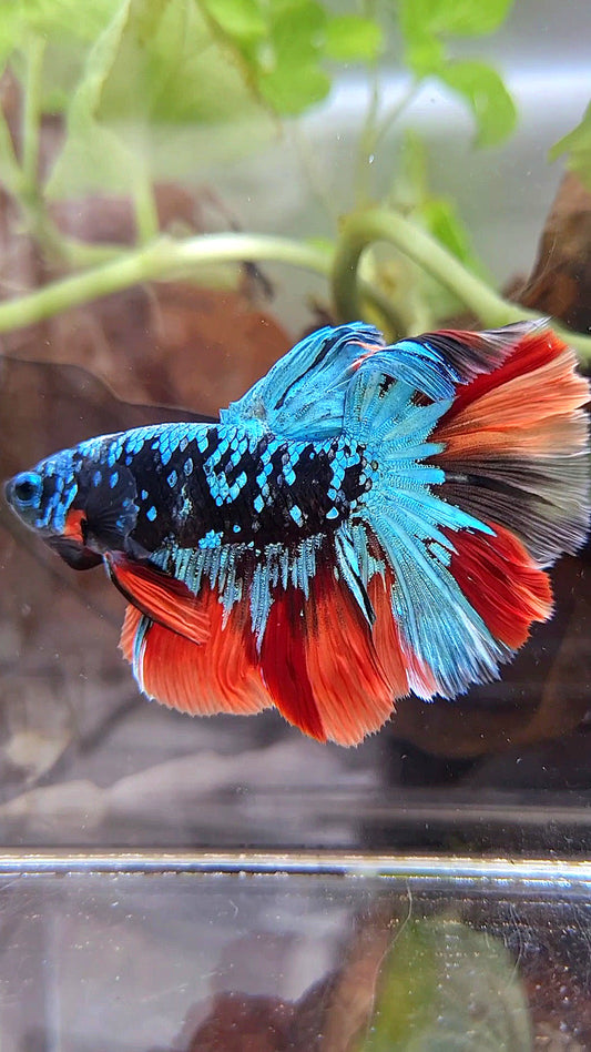 HALFMOON ROSETAIL BLACK GALAXY AVATAR BLUE NEMO VARIATION BETTA FISH