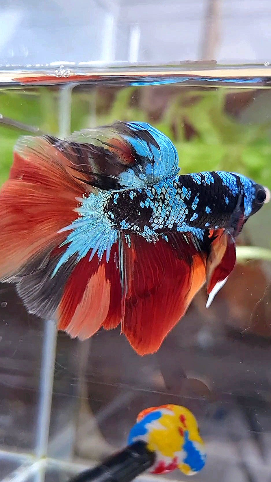 HALFMOON ROSETAIL BLACK GALAXY AVATAR BLUE NEMO VARIATION BETTA FISH