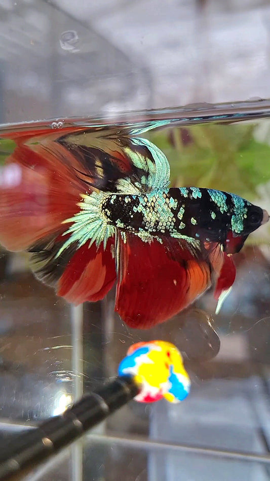 HALFMOON ROSETAIL BLACK GALAXY AVATAR BLUE NEMO VARIATION BETTA FISH