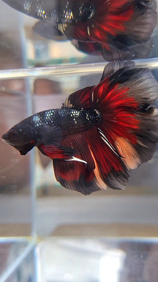 HALFMOON BLACK AVATAR COPPER VAMPIRE NEMO BETTA FISH
