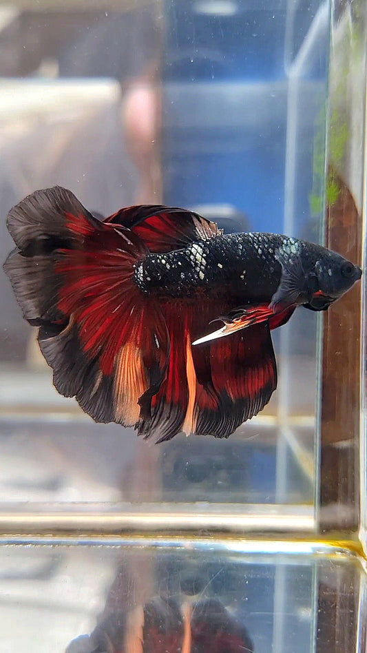 HALFMOON BLACK AVATAR COPPER VAMPIRE NEMO BETTA FISH