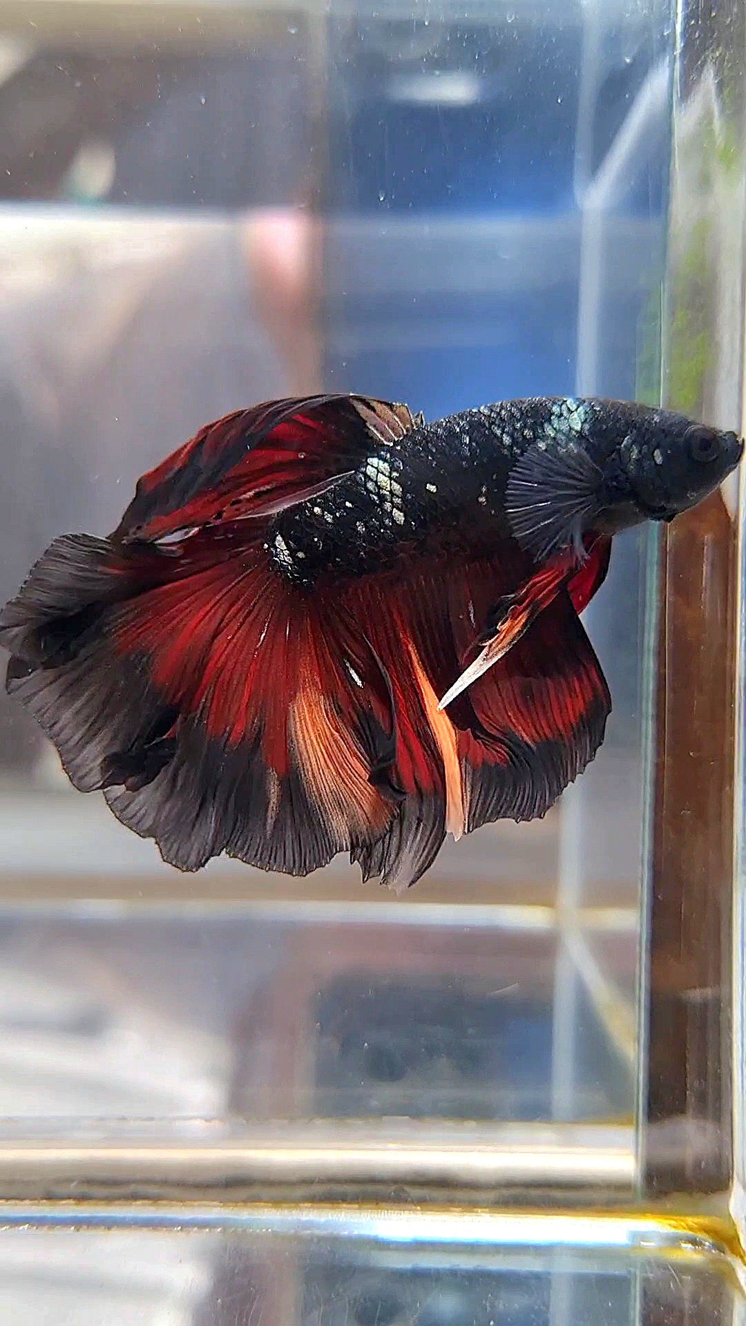 HALFMOON BLACK AVATAR COPPER VAMPIRE NEMO BETTA FISH
