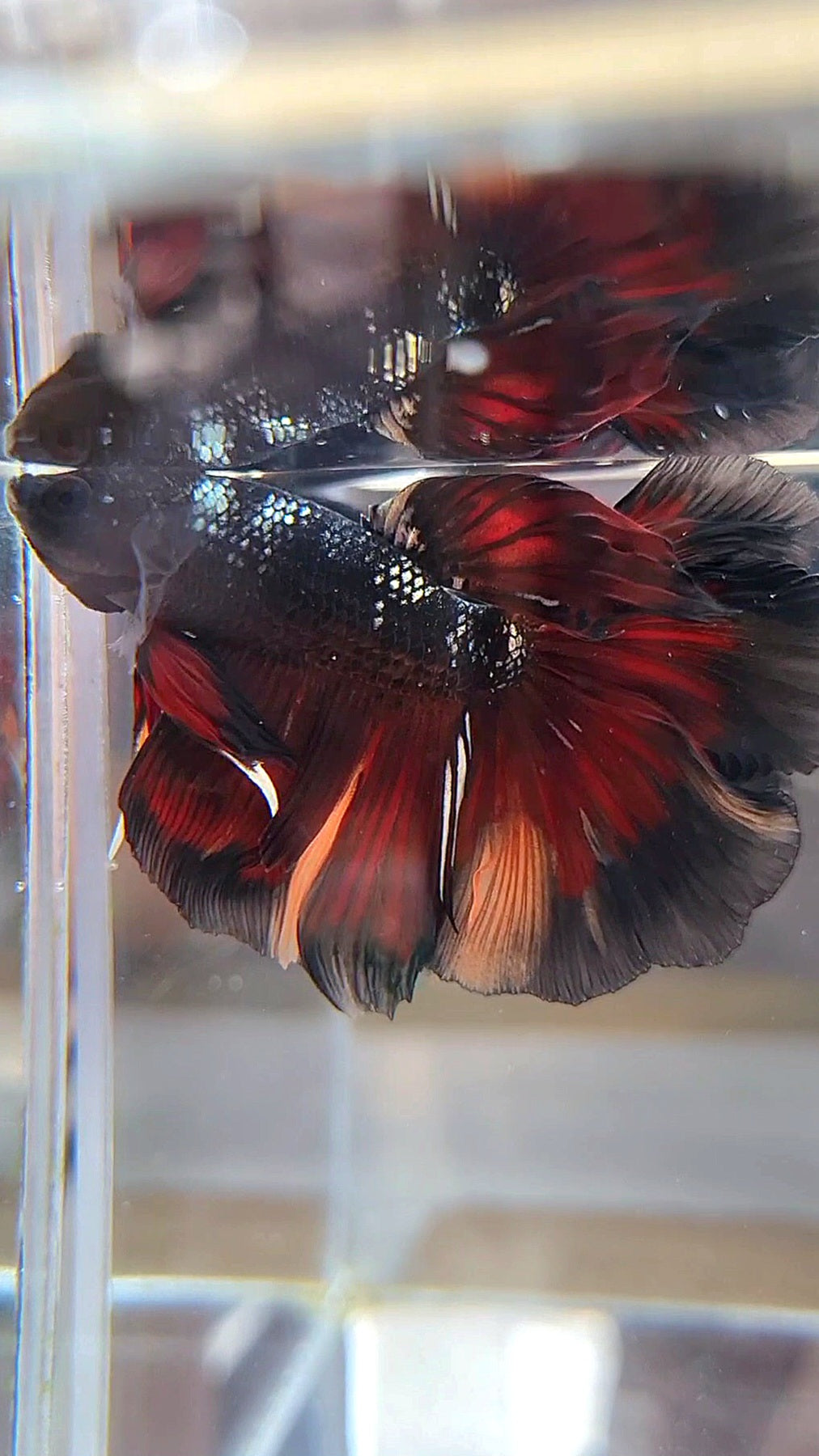 HALFMOON BLACK AVATAR COPPER VAMPIRE NEMO BETTA FISH