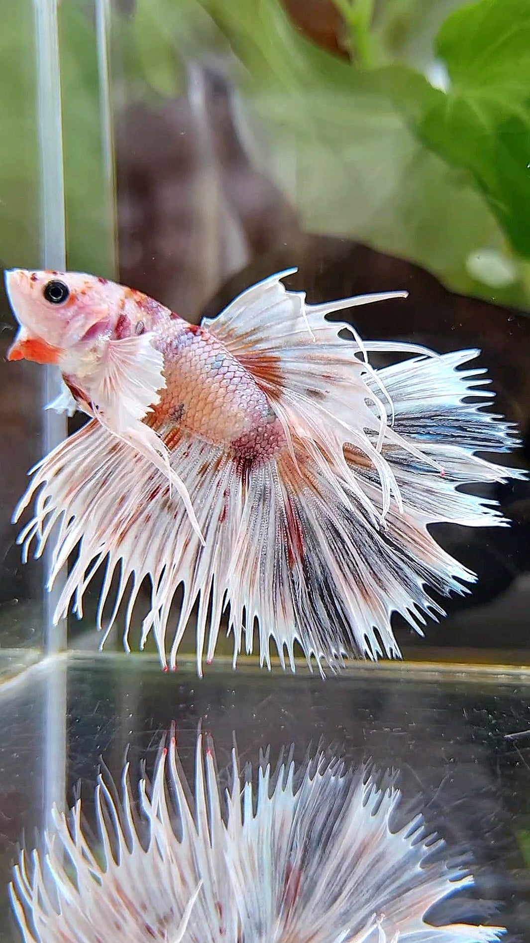 CROWNTAIL DUMBO EAR WHITE KOI MULTICOLOR TIGER BETTA FISH