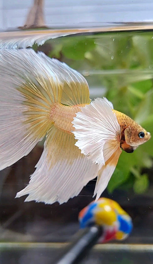 XXL HALFMOON SUPER DUMBO EAR GOLD BUTTERFLY BETTA FISH