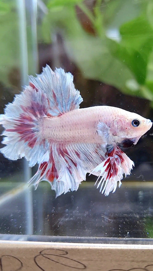 KING HALFMOON FEATHER TAIL  WHITE PURPLE WASH BETTA FISH
