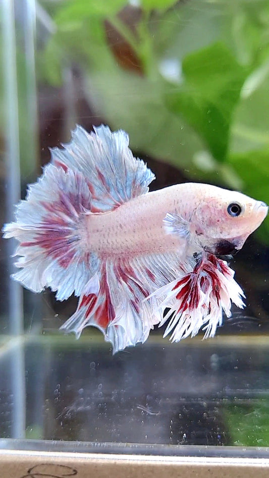 KING HALFMOON FEATHER TAIL  WHITE PURPLE WASH BETTA FISH