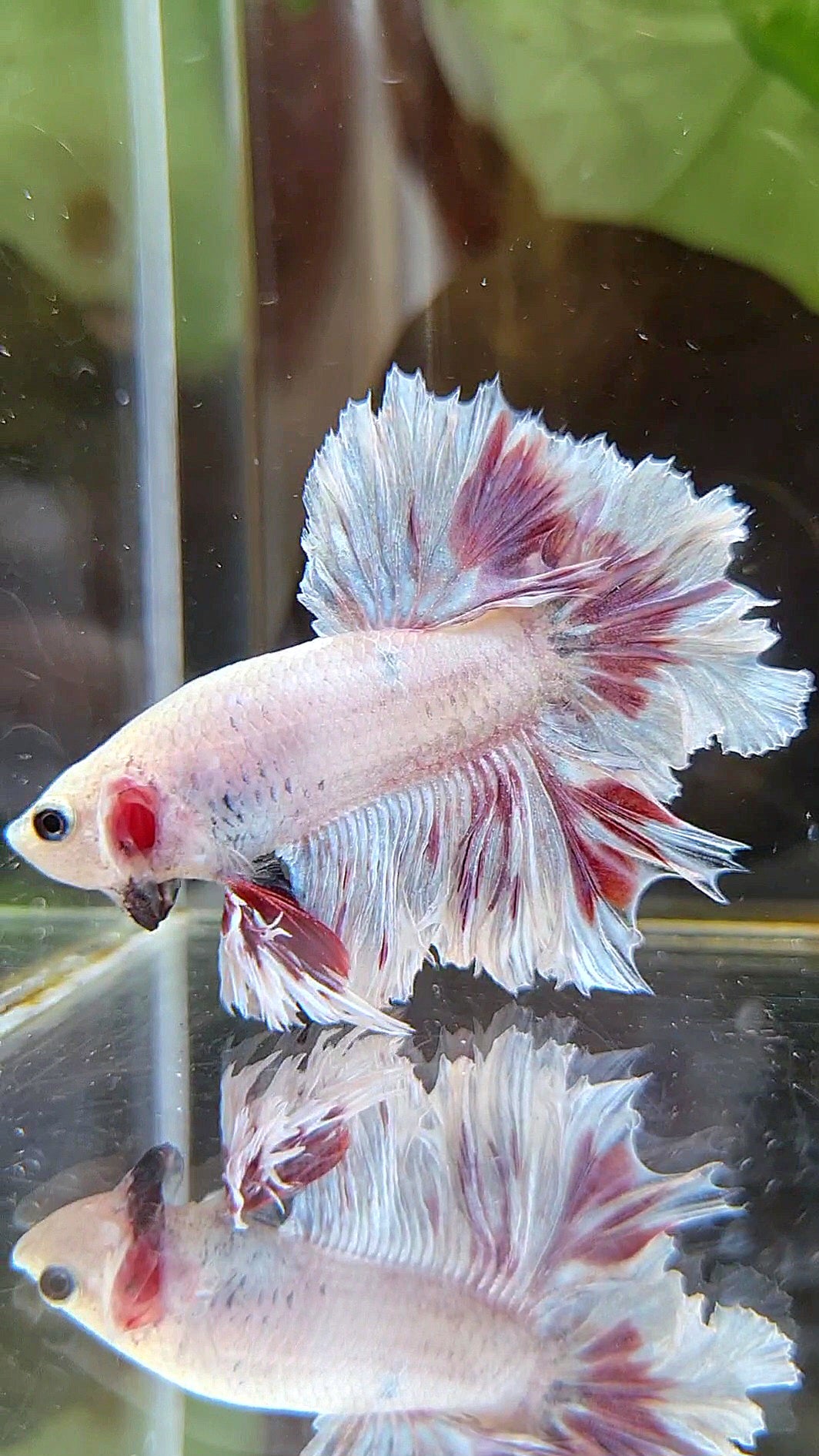 KING HALFMOON FEATHER TAIL  WHITE PURPLE WASH BETTA FISH