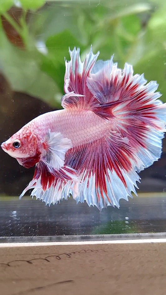 HALFMOON FEATHER TAIL BIG EAR PINK BUTTERFLY BETTA FISH