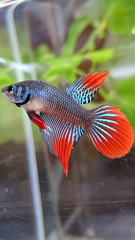 VEILTAIL IMBELIS GREEN RED HYBRID BETTA FISH