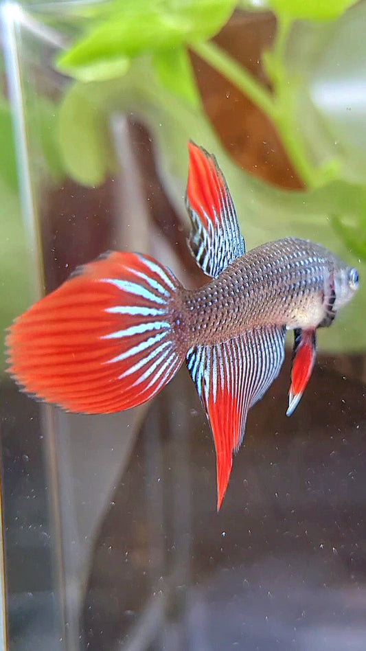 VEILTAIL IMBELIS GREEN RED HYBRID BETTA FISH