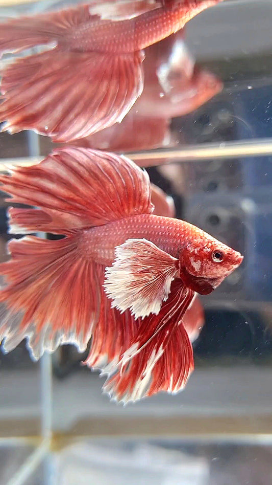 HALFMOON DUMBO EAR DOUBLE TAIL ROSEGOLD BETTA FISH