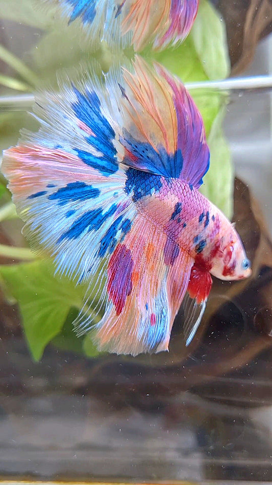 HALFMOON ROSETAIL RAINBOW PURPLE CANDY MULTICOLOR BETTA FISH