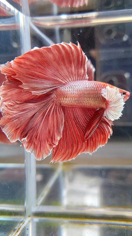 HALFMOON DUMBO EAR DOUBLE TAIL ROSEGOLD BETTA FISH