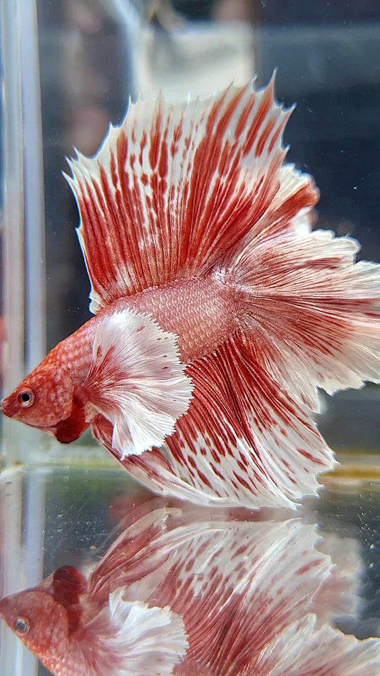 HALFMOON DOUBLE TAIL DUMBO EAR ROSEGOLD WHITE PATTERN BETTA FISH