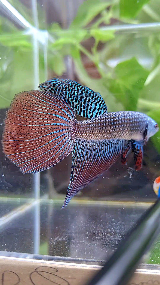 LONGFIN DELTA TAIL ALIEN BLUE GREEN HYBRID WILD BETTA FISH