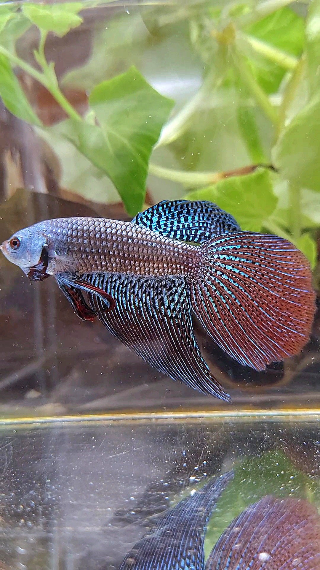 LONGFIN DELTA TAIL ALIEN BLUE GREEN HYBRID WILD BETTA FISH