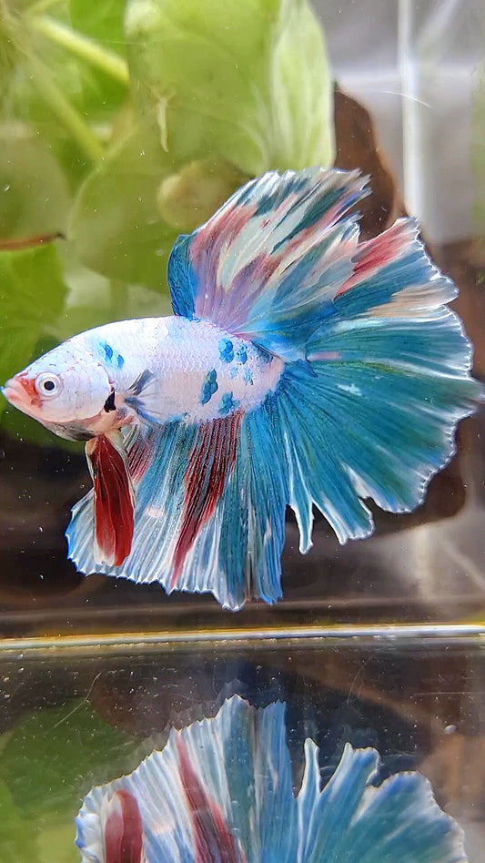 HALFMOON ROSETAIL BLUE FANCY PATTERN MULTICOLOR BETTA FISH