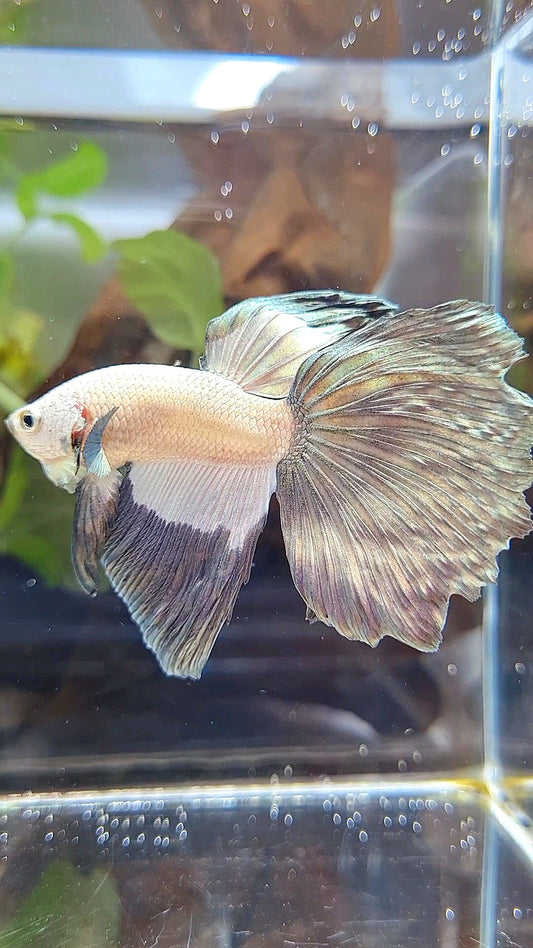 HALFMOON COPPER RIM BETTA FISH