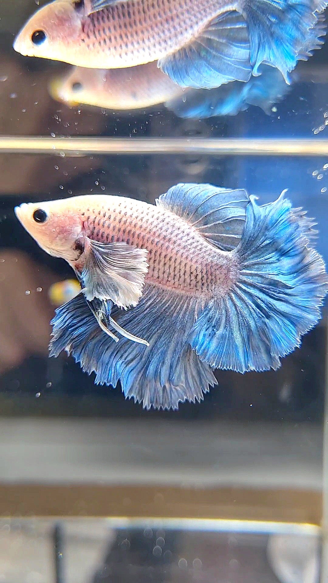 HALFMOON DUMBO EAR BLUE GRIZZLE BETTA FISH