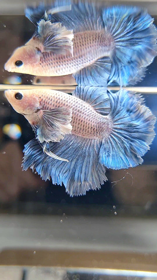 HALFMOON DUMBO EAR BLUE GRIZZLE BETTA FISH