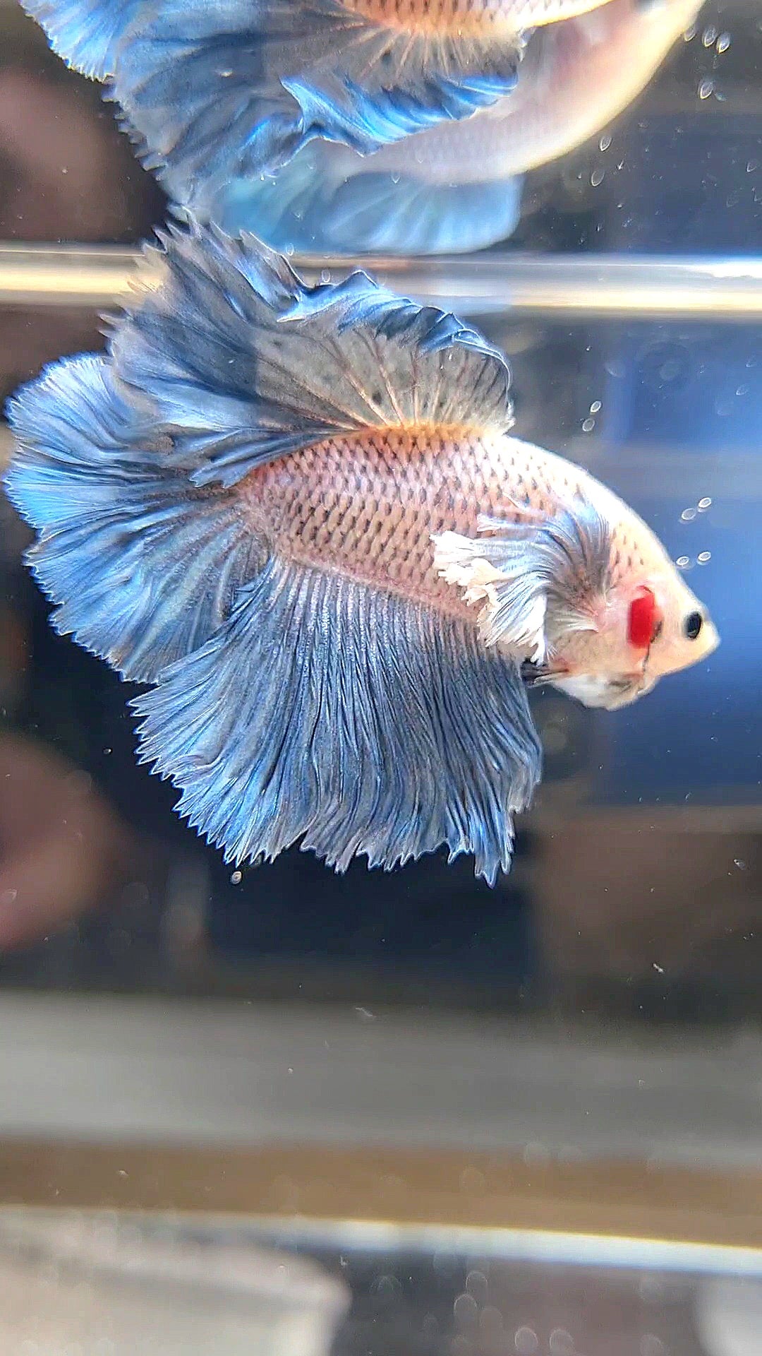 HALFMOON DUMBO EAR BLUE GRIZZLE BETTA FISH