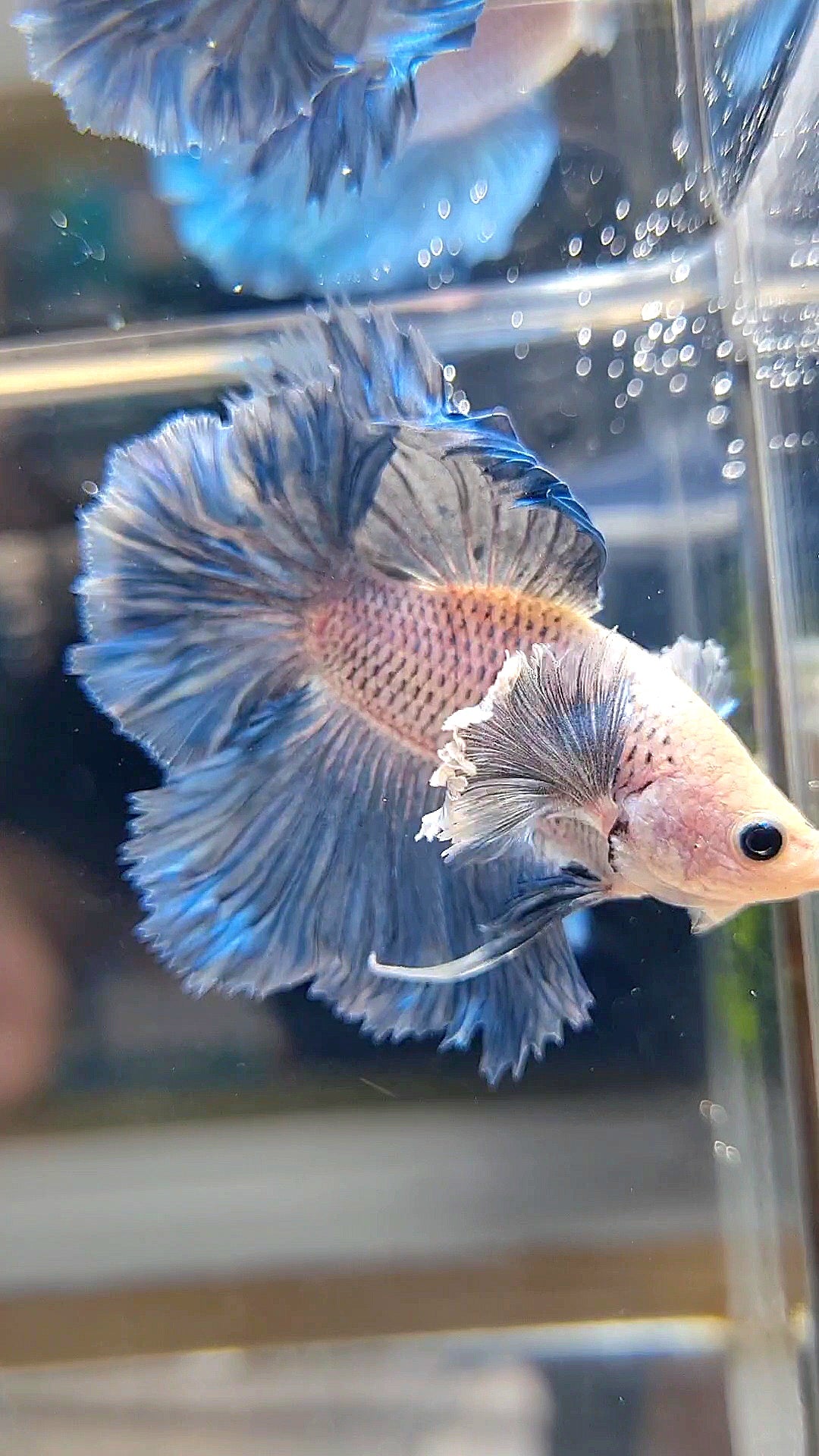 HALFMOON DUMBO EAR BLUE GRIZZLE BETTA FISH