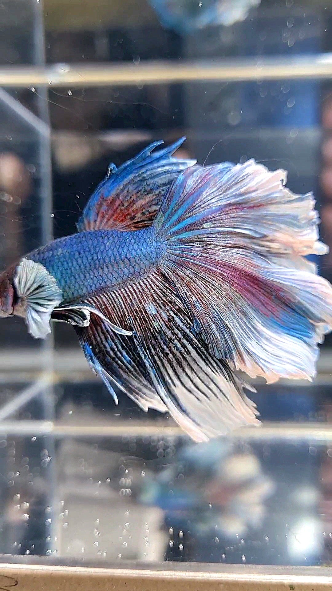 HALFMOON BIG EAR ROSETAIL BLUE BETTA FISH