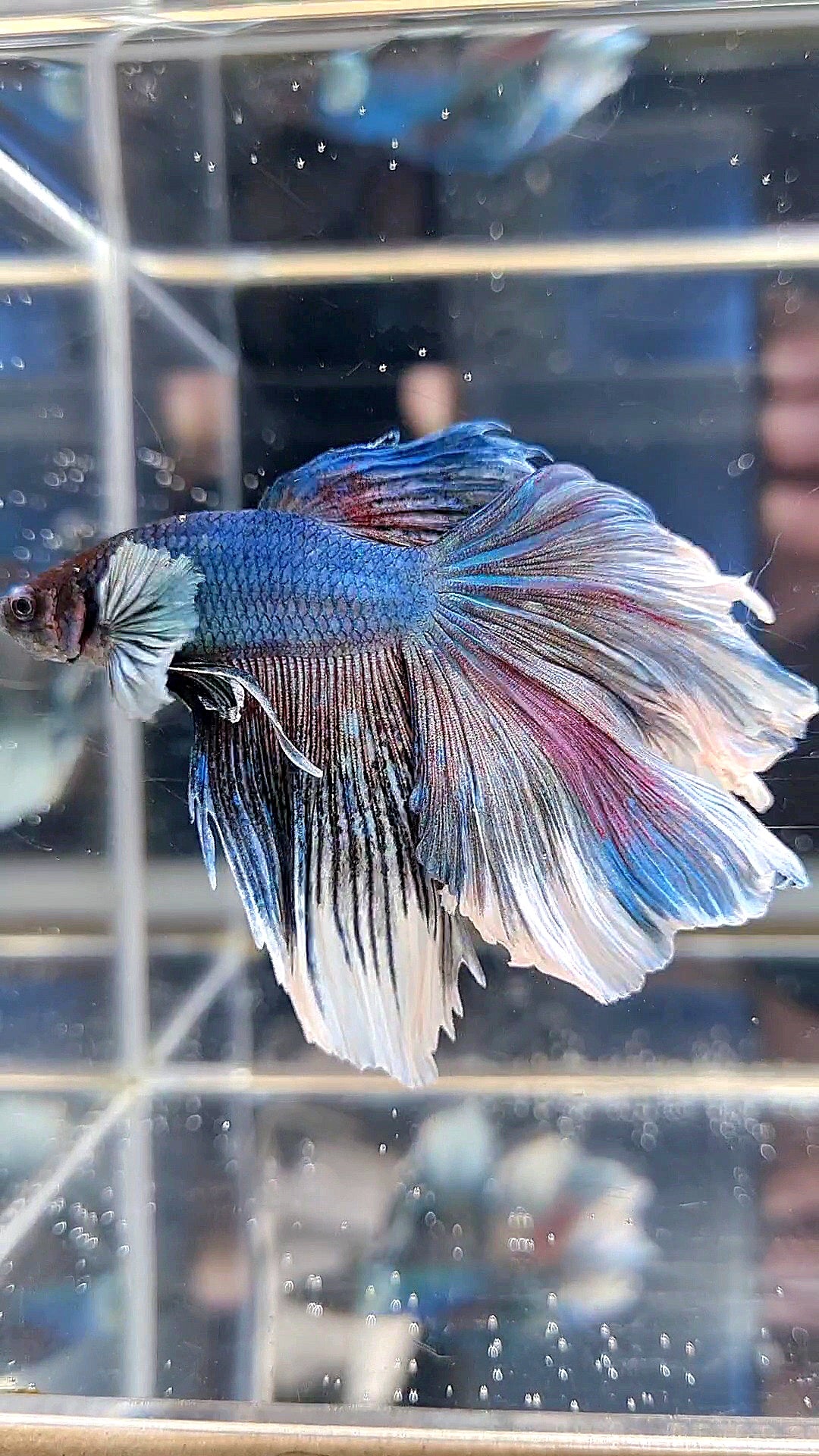 HALFMOON BIG EAR ROSETAIL BLUE BETTA FISH