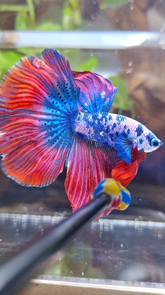 HALFMOON ROSETAIL PINK BLUE FANCY MARBLE MULTICOLOR BETTA FISH