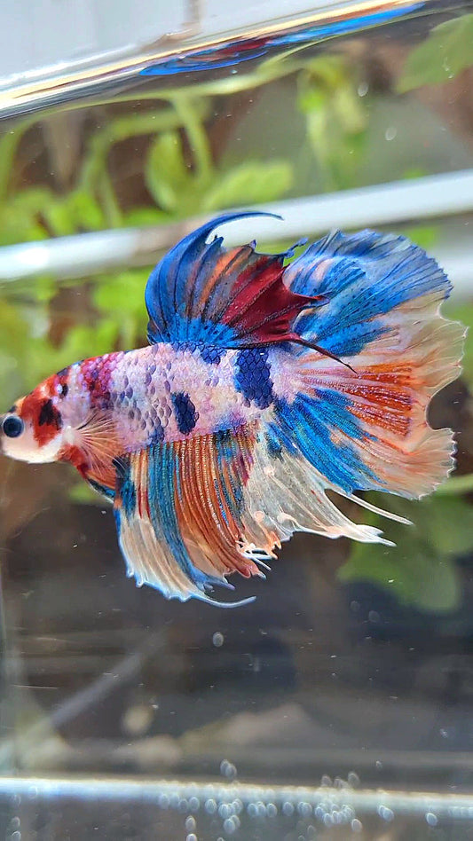 HALFSUN CANDY MULTICOLOR BETTA FISH