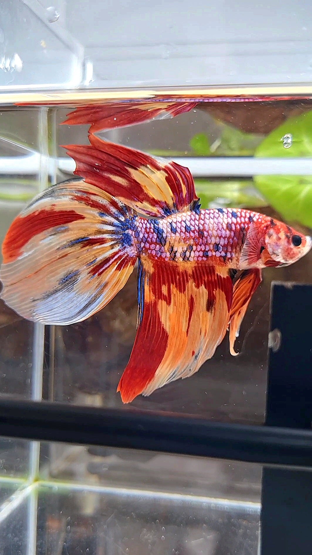 GIANT VEILTAIL TOTAL 8,5CM+ FANCY ORANGE FIRE MULTICOLOR BETTA FISH