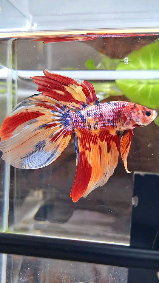 GIANT VEILTAIL TOTAL 8,5CM+ FANCY ORANGE FIRE MULTICOLOR BETTA FISH