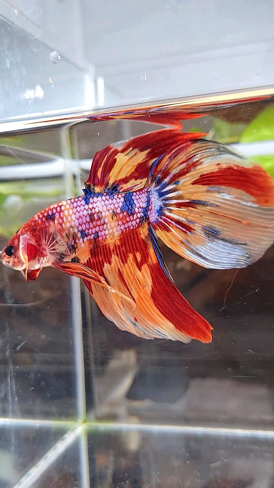 GIANT VEILTAIL TOTAL 8,5CM+ FANCY ORANGE FIRE MULTICOLOR BETTA FISH