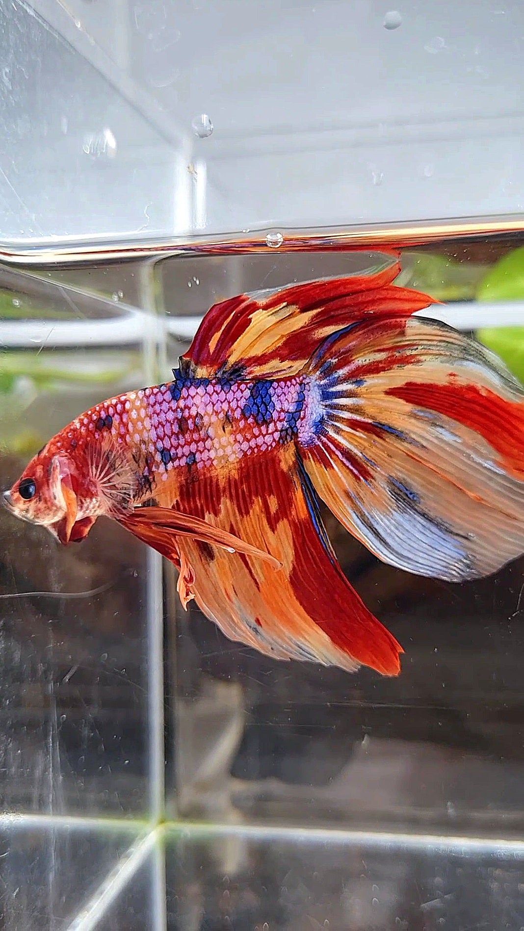GIANT VEILTAIL TOTAL 8,5CM+ FANCY ORANGE FIRE MULTICOLOR BETTA FISH