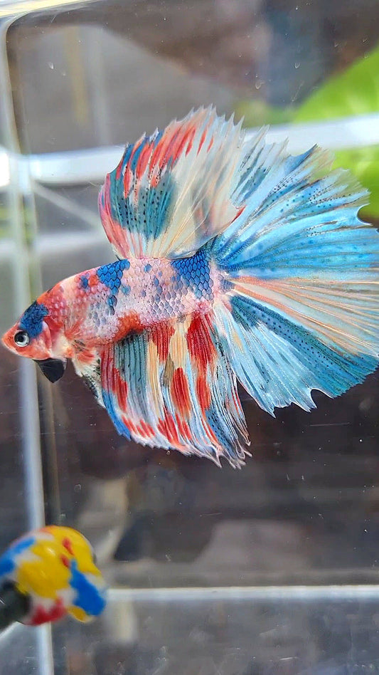 HALFMOON ROSETAIL RAINBOW FANCY MULTICOLOR BETTA FISH