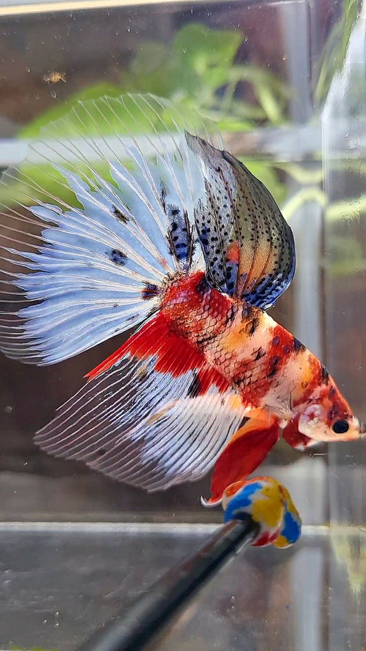 GIANT HALFMOON TOTAL 8CM+ KOI TIGER RED MULTICOLOR BETTA FISH