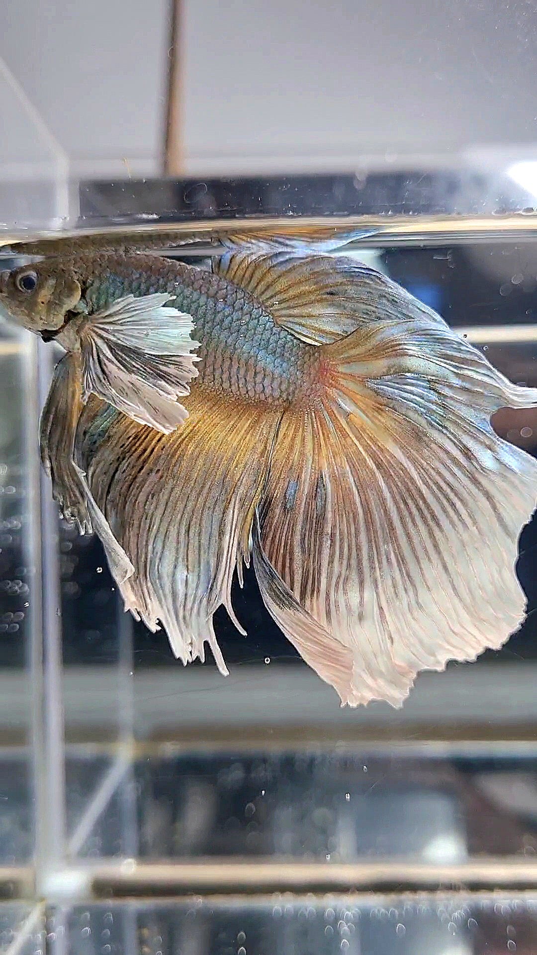 HALFMOON DUMBO EAR MUSTARD GAS BETTA FISH