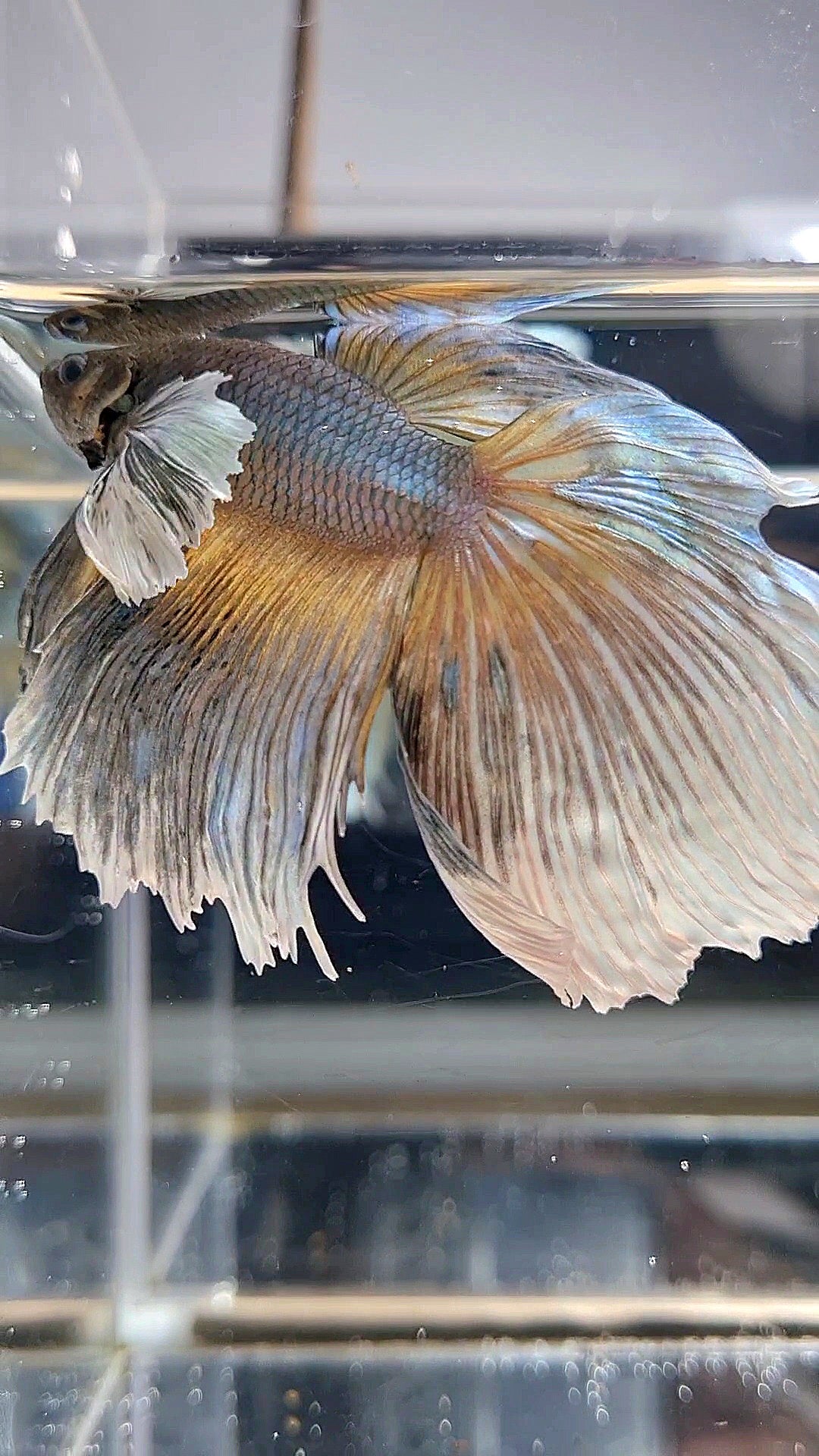HALFMOON DUMBO EAR MUSTARD GAS BETTA FISH