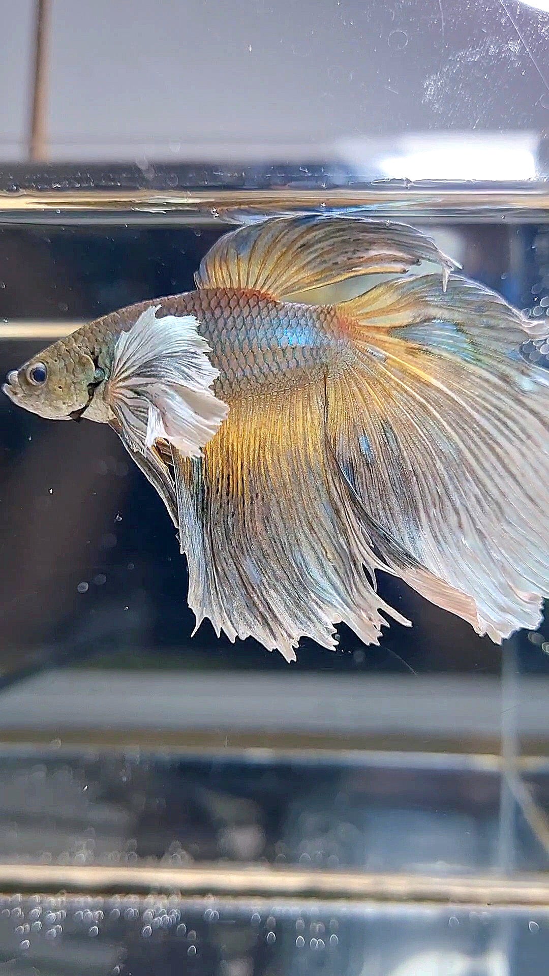 HALFMOON DUMBO EAR MUSTARD GAS BETTA FISH